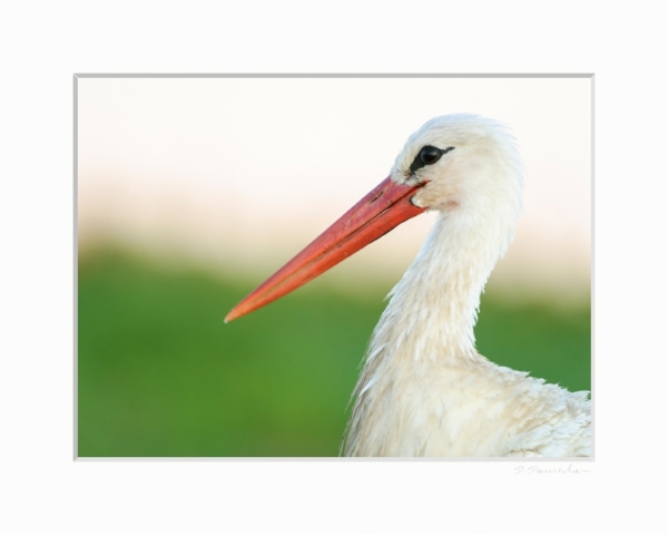 Weissstorch – Bild 2