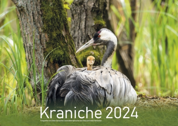 Kraniche 2024 - DIN A2 – Bild 2