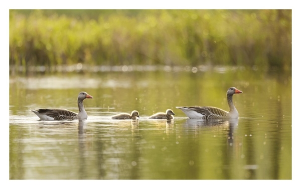 naturbilder 2024 - Impressionen aus der Elbtalaue – Bild 9