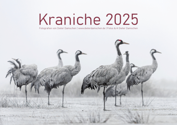 Kraniche 2025 - DIN A3 – Bild 2