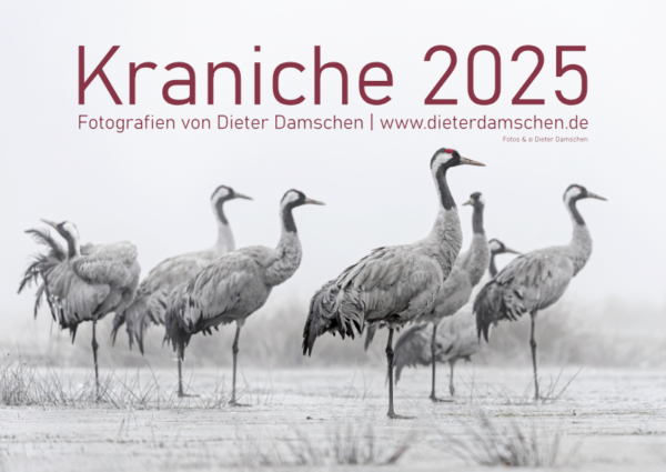 Kraniche 2025 - DIN A4 – Bild 2