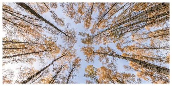 Herbst im Birkenwald