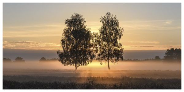 Morgenstimmung in der Heide