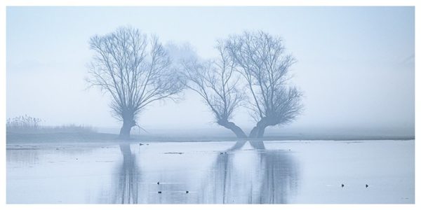 Kokpfweiden im Nebel